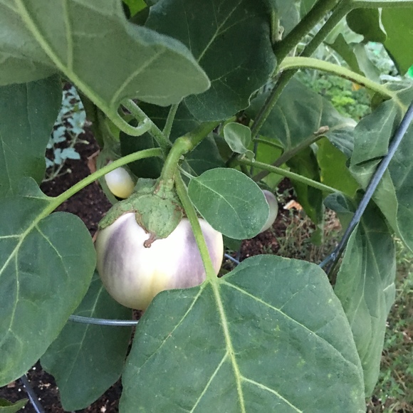 Meet your Posher, Tamela - Picture 1 of 1